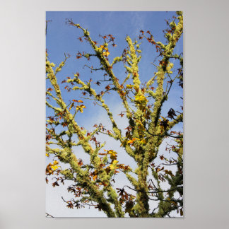 Covered Branches Poster