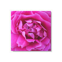 Coveted Rose Stretched Canvas Print