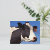 Cow (Standing Front)