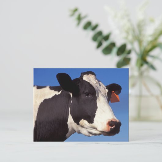 Cow (Standing Front)