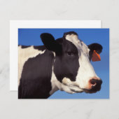Cow (Front/Back)
