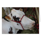 Cow (Front Horizontal)