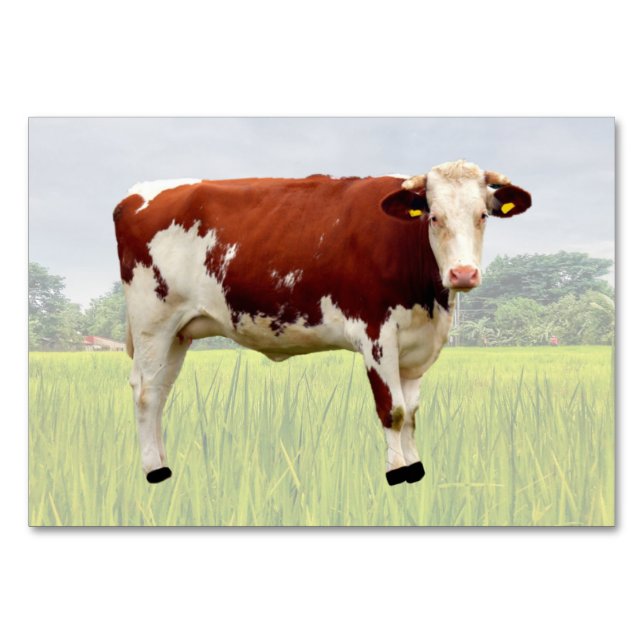 Cow ABA Tact Labeling Flashcard | Picture Card (Front)