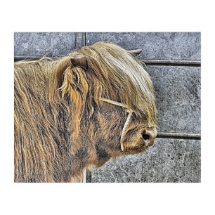 COW ACRYLIC PRINT