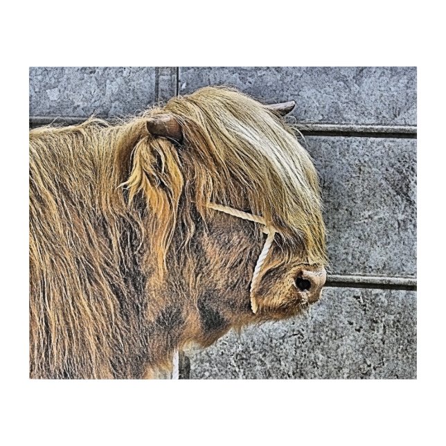 COW ACRYLIC PRINT (Front)