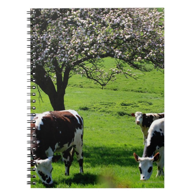 Cow among blooming apple trees in Normandy Notebook (Front)