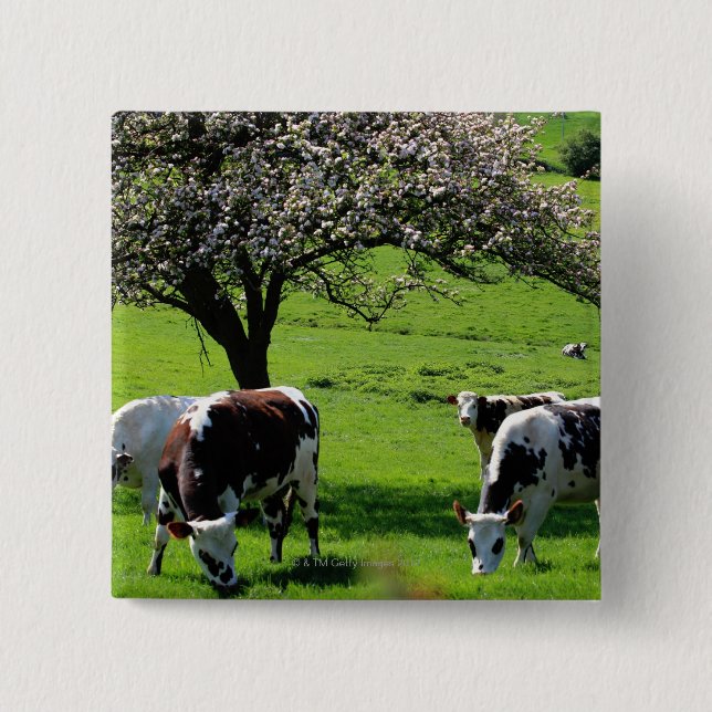 Cow among blooming apple trees in Normandy Pinback Button (Front)