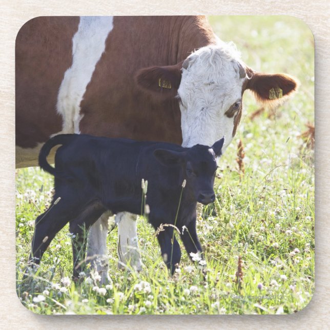 Cow and calf beverage coaster (Front)