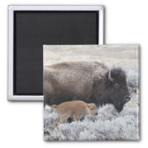 Cow and Calf Bison, Yellowstone Magnet