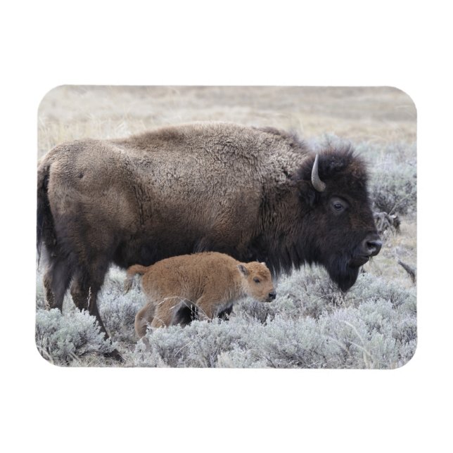 Cow and Calf Bison, Yellowstone Magnet (Horizontal)
