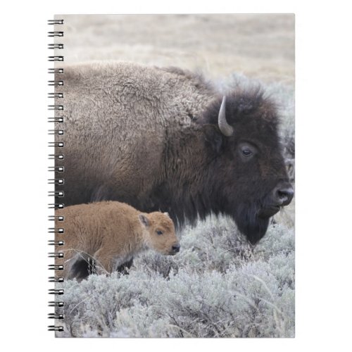 Cow and Calf Bison Yellowstone Notebook