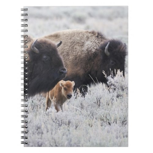 Cow and Calf Bison Yellowstone Notebook