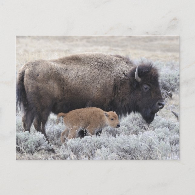 Cow and Calf Bison, Yellowstone Postcard (Front)