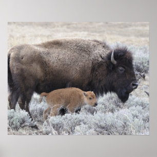 Cow and Calf Bison, Yellowstone Poster