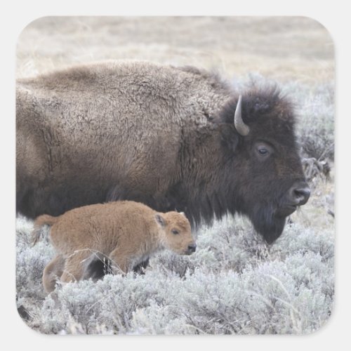 Cow and Calf Bison Yellowstone Square Sticker