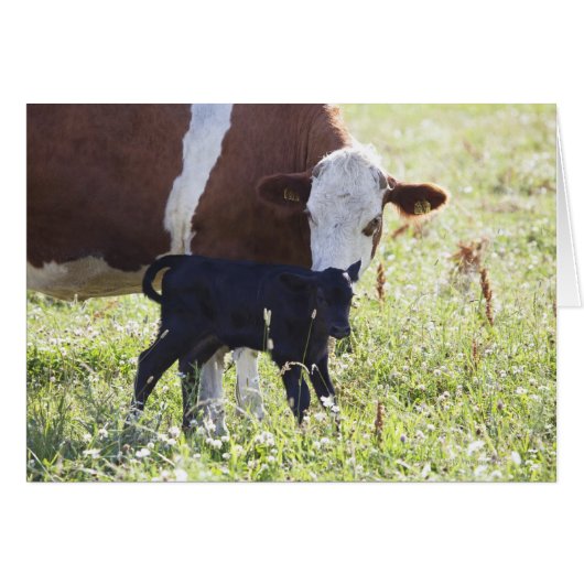 Cow and calf cards (Front Horizontal)