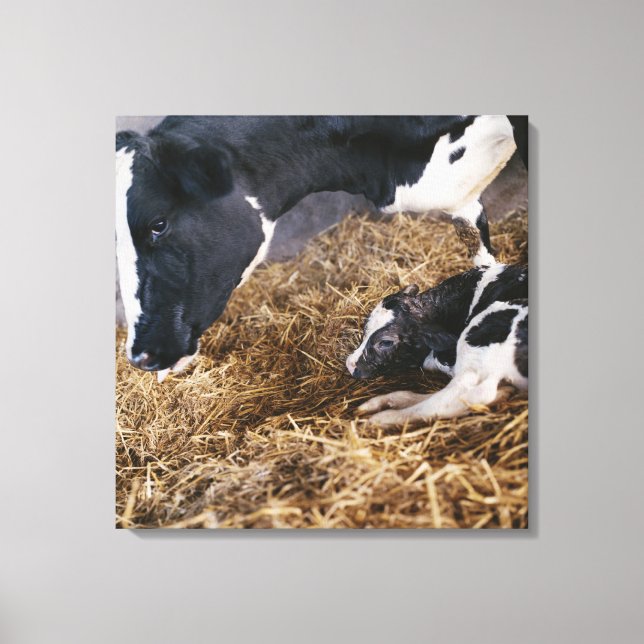 Cow and Calf in Hay Canvas Print (Front)