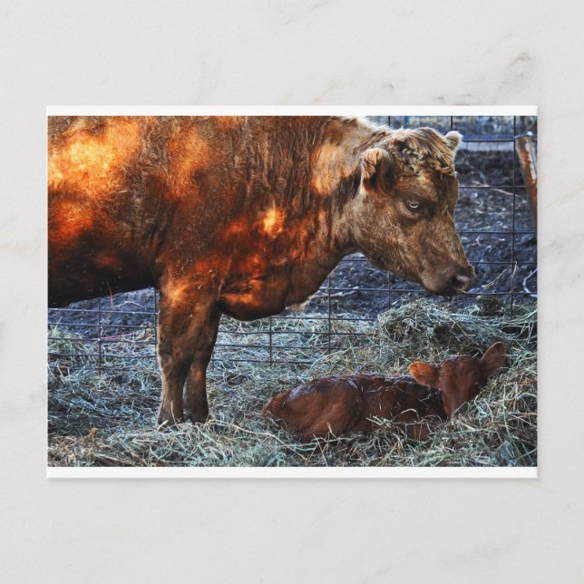 Cow and Calf - Postcard (Front)
