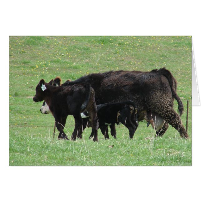 Cow and Calves Cards (Front Horizontal)