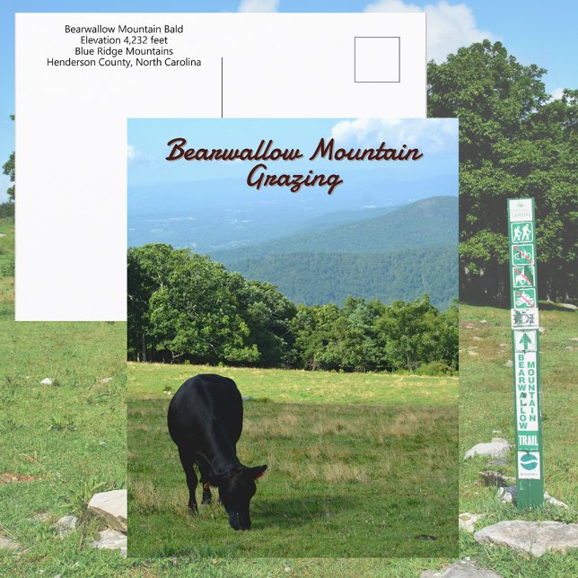 Cow Bearwallow Mountain Blue Ridge Mountains NC Postcard (Creator Uploaded)
