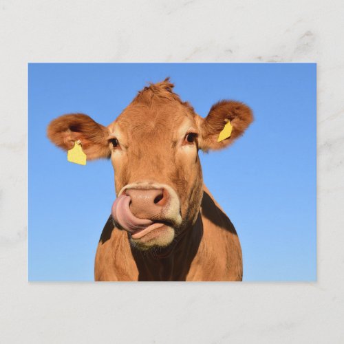 Cow Beef Scotland Highland Postcard