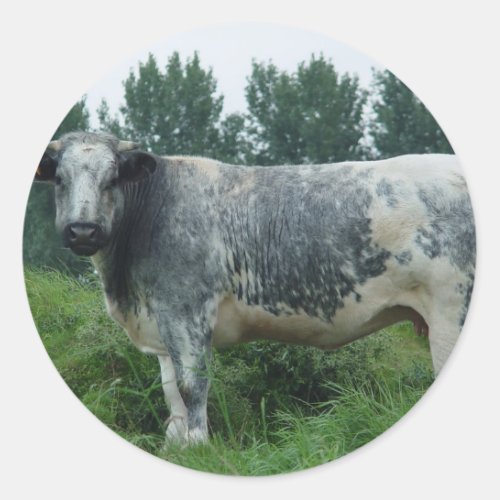 Cow Belgian Blue Classic Round Sticker