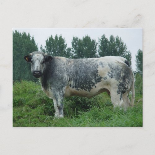 Cow Belgian Blue Postcard