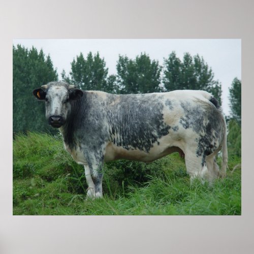 Cow Belgian Blue Poster