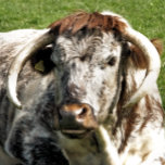 COW BELT BUCKLE<br><div class="desc">A photographic design of an English Longhorn cow a brown and white breed of beef cattle.</div>