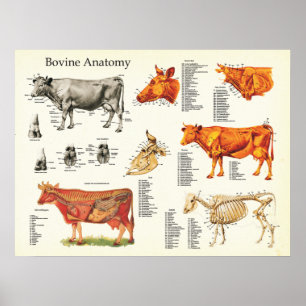 Cow Bovine Anatomical Chart - 18" X 24"