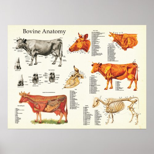 Cow Bovine Anatomical Chart _ 18 X 24