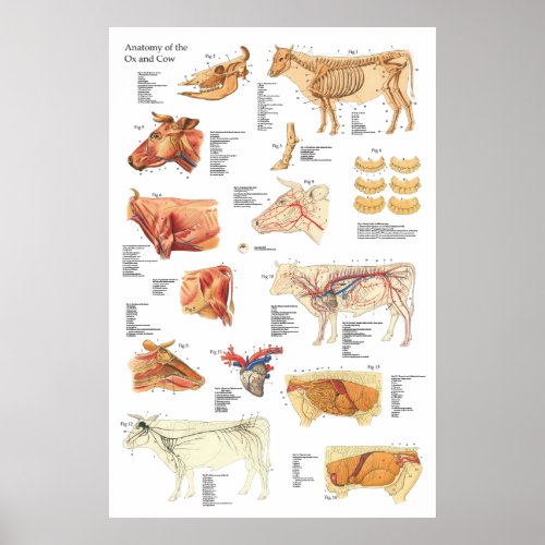 Cow Bovine Anatomy Chart 24 X 36