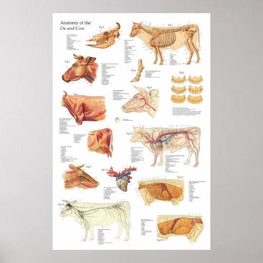 Bovine Anatomy Chart