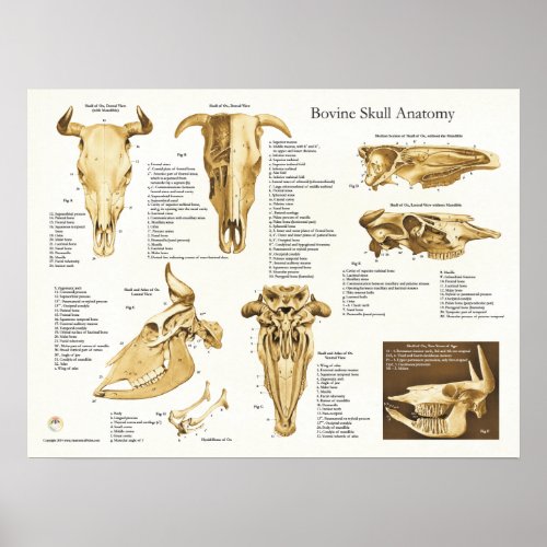 Cow Bovine Skull Anatomy Chart