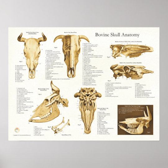 Skull Anatomy Chart