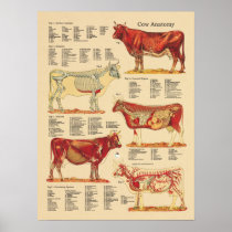 Cow Bovine Veterinary Anatomy Chart