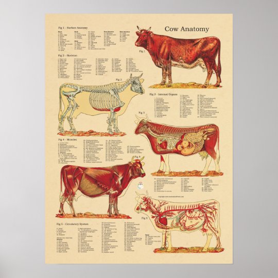 Cow Bovine Veterinary Anatomy Chart | Zazzle.com