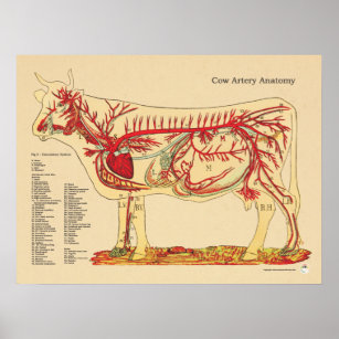 Personalized Artery Chart Gifts on Zazzle