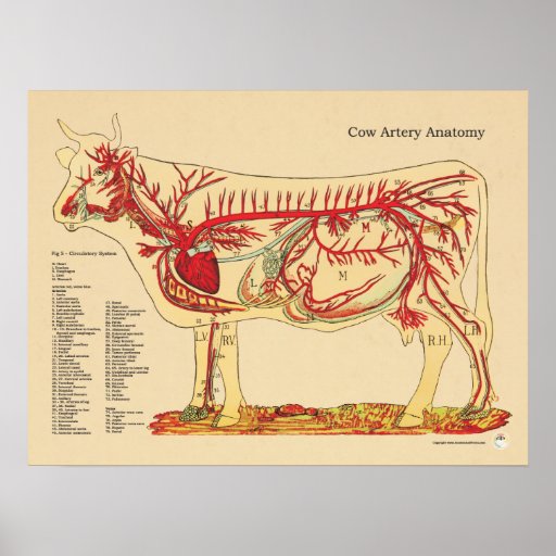 Cow Bovine Veterinary Artery Anatomy Chart | Zazzle.com