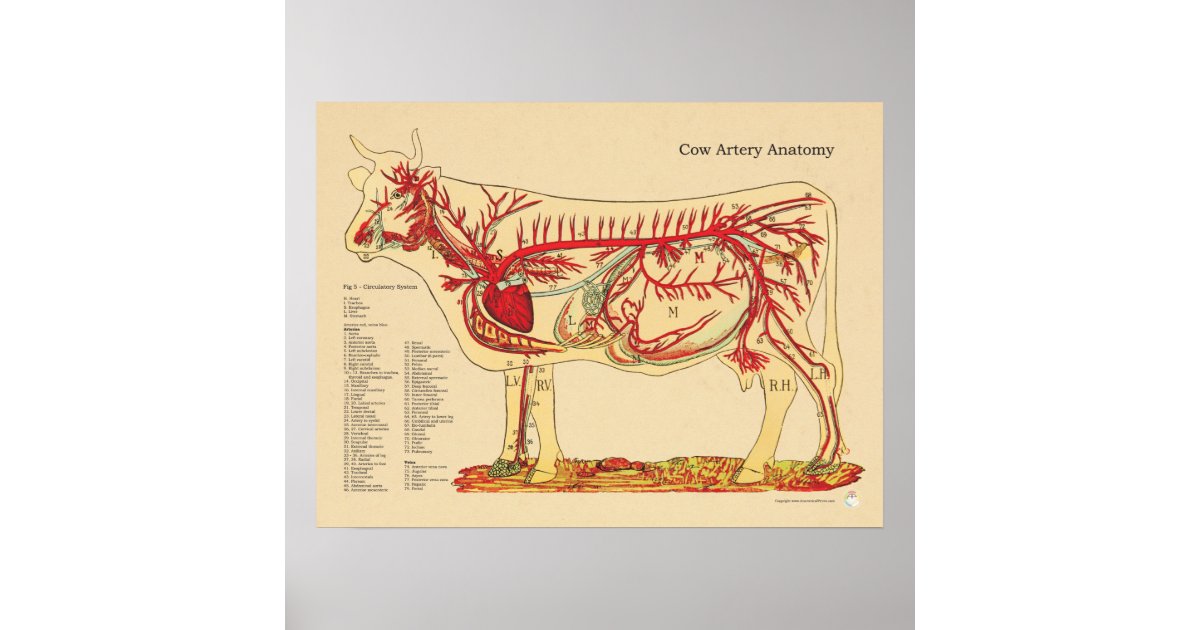 cow-bovine-veterinary-artery-anatomy-chart-zazzle