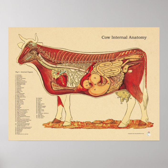 Внутренние органы коровы фото с названиями