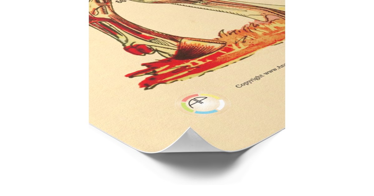 Cow Bovine Veterinary Muscles Anatomy Chart | Zazzle.com