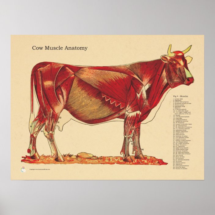 Cow Bovine Veterinary Muscles Anatomy Chart