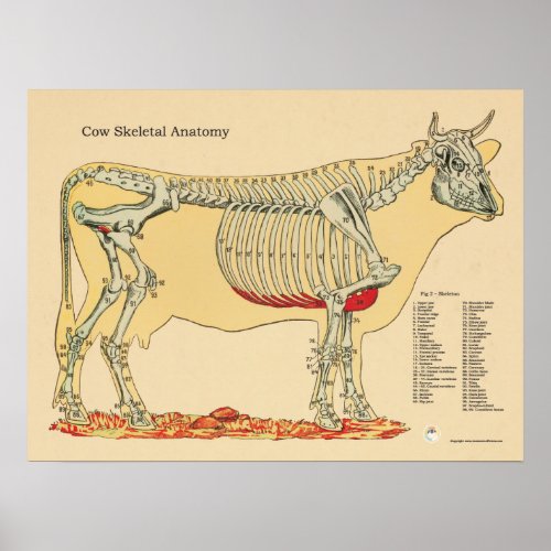 Cow Bovine Veterinary Skeletal Anatomy Chart