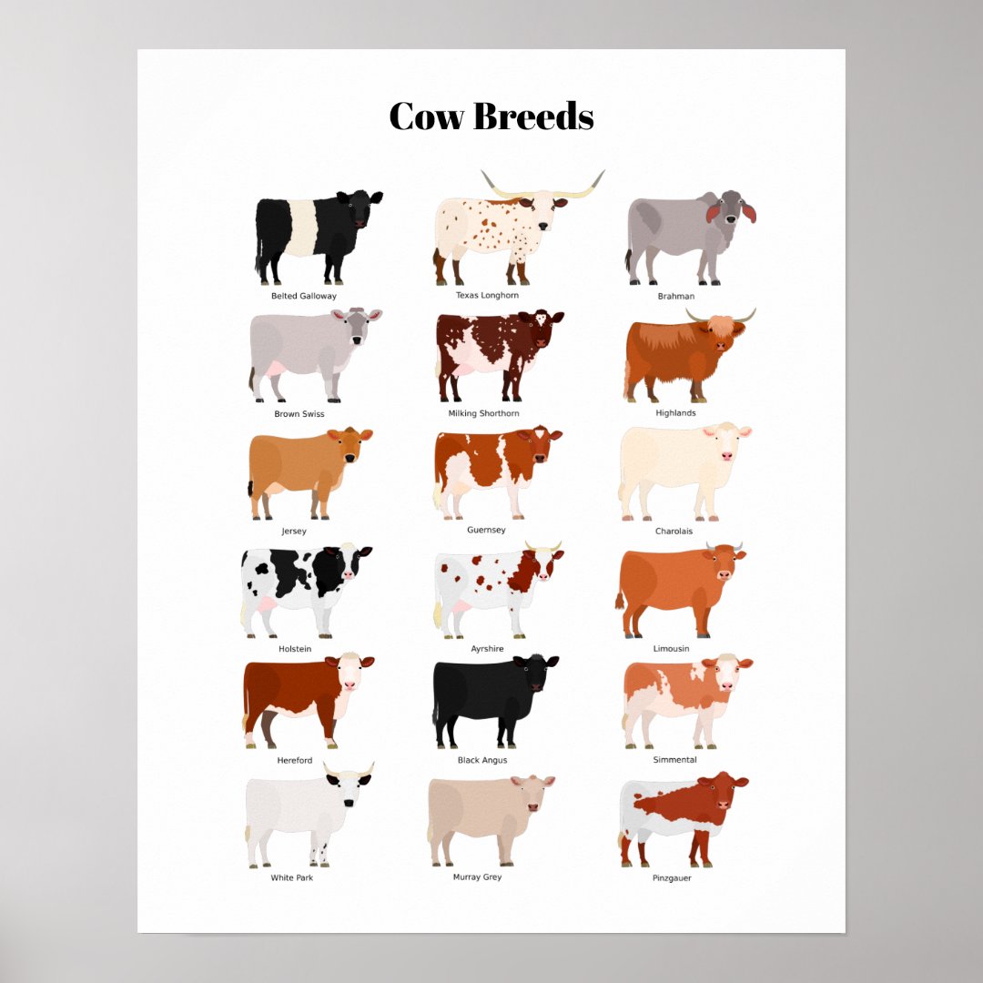 cow breeds poster | Zazzle