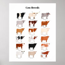 cow breeds poster