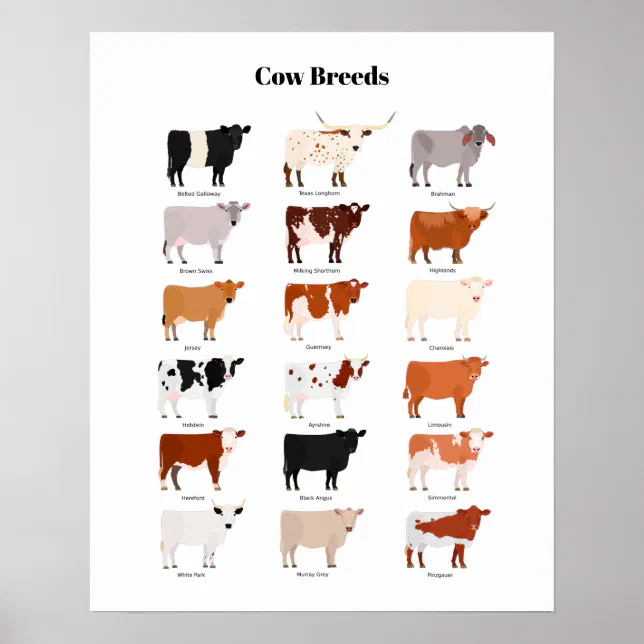 cow breeds poster | Zazzle