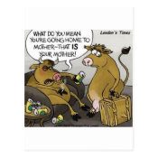 Cow Bull Divorce Funny Cartoon Gifts & Tees Postcard
