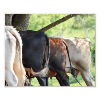 Cow Butts Photo Print