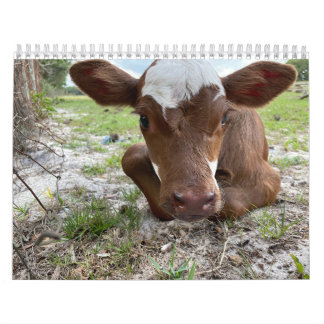 Cow Calendar 2024